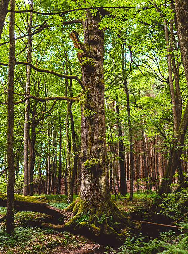 Wald in Zeiten des Klimawandels: Waldführung in Niederbayern